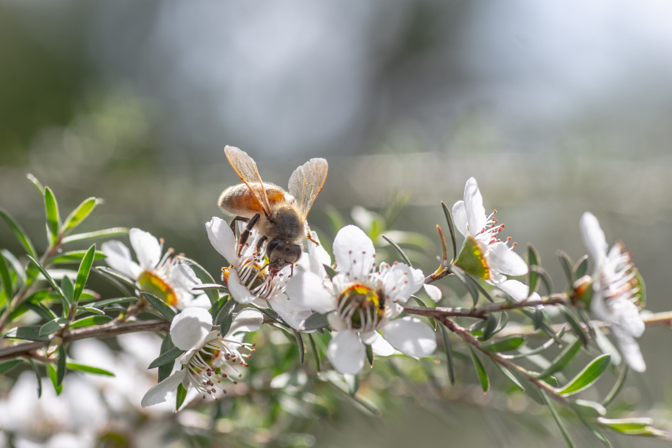 New Zealand Manuka flower