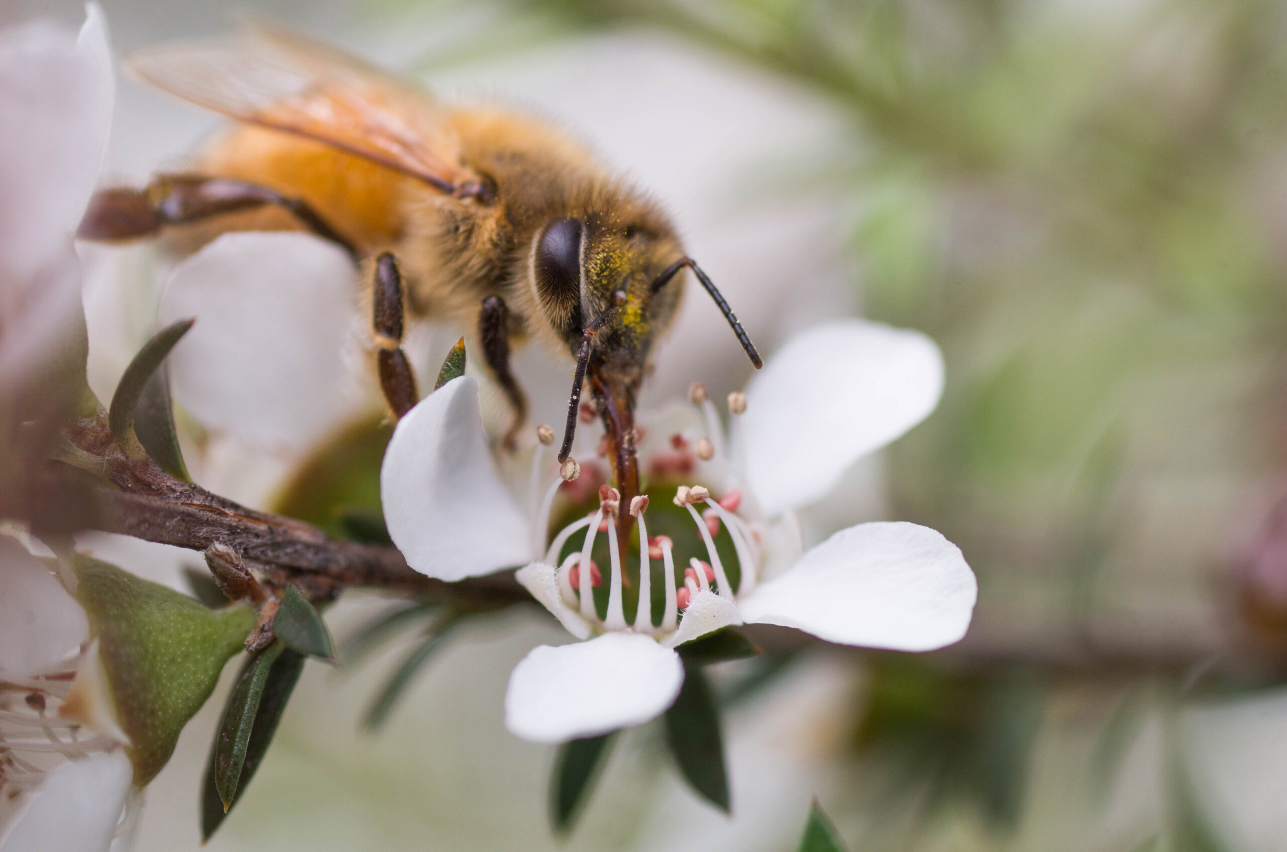 Honey Bee collecting pollen